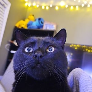 Meet your Posher, Purrfect
